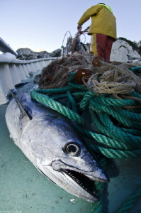 artisanal fishery (Morgiou) by Mathieu Foulquié 